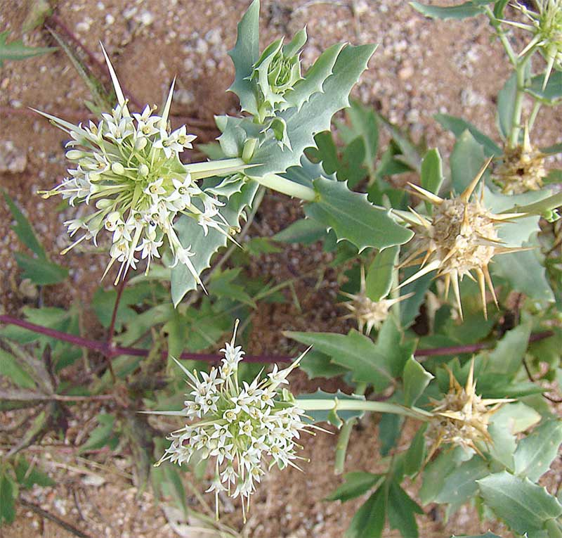 Native plant in Jose Mier's Sun Valley garden