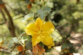 native california flower: flannelbush