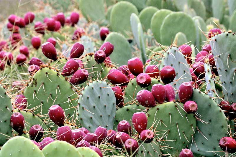 Prickly pear cactus sun valley, ca