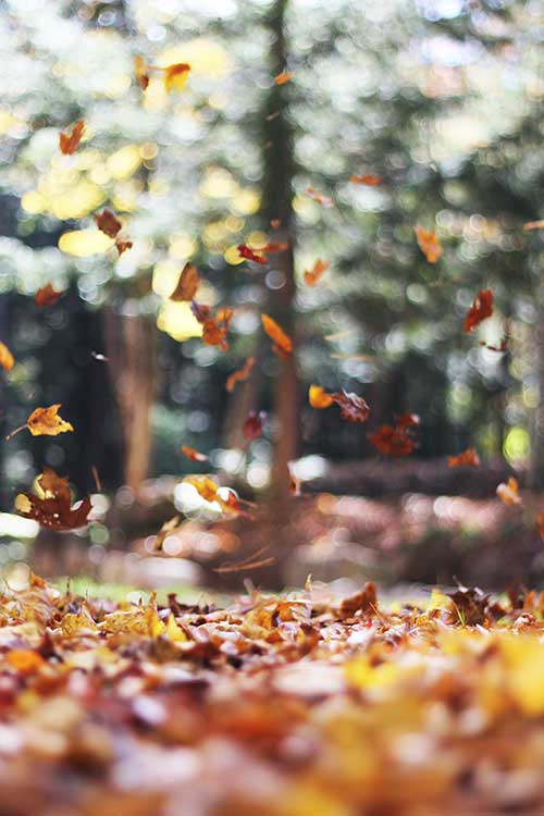 AUtumn leaves by Jose MIer in Sun Valley, CA